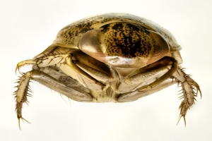 Saucer Bug from one of the Suffolk Broads.  Photo: A Chalkley