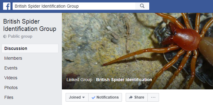 British Spider Identification Facebook Group