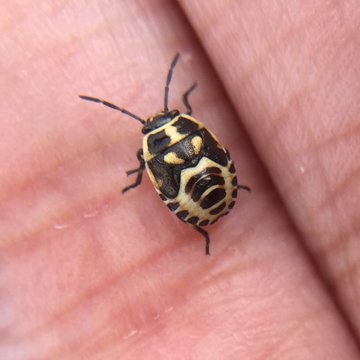 Crucifer shieldbug nymph - Bushy Park Field Recorder Day 2019