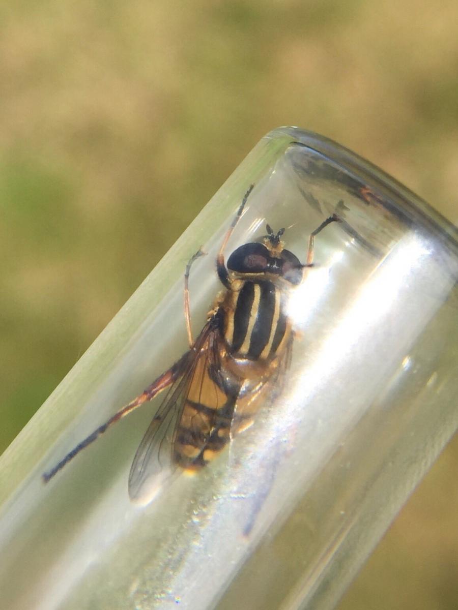 Helophilus pendulus - Bushy Park Field Recorder Day