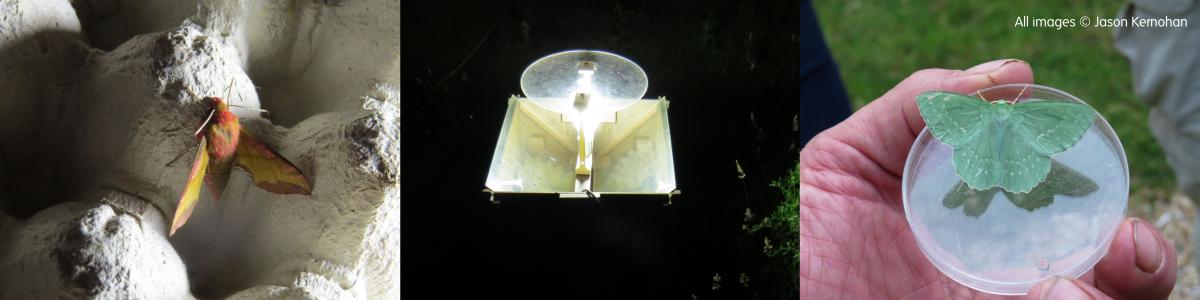 Moth Trapping