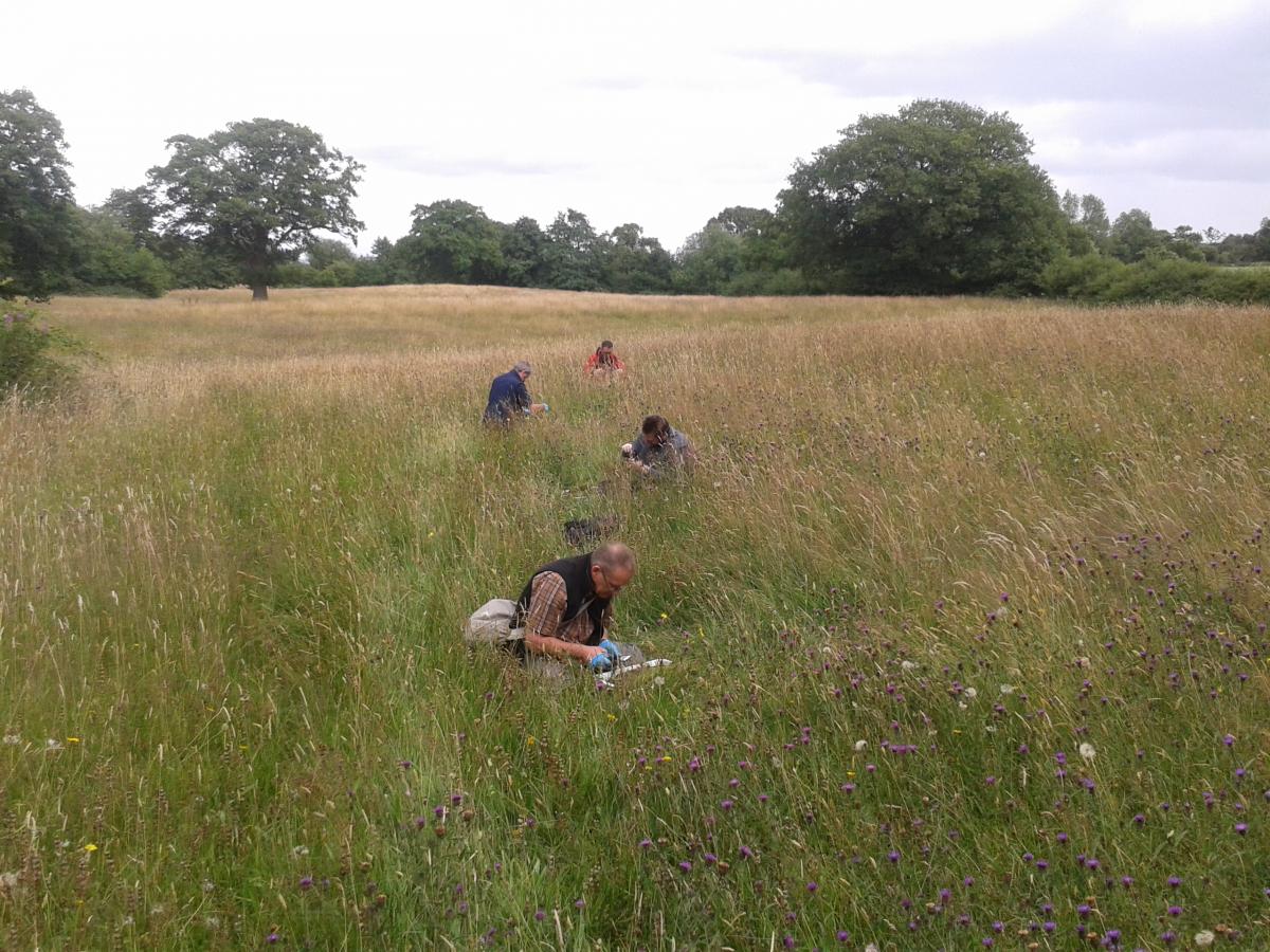 Earthworm sampling at Melverley Meadows. Earthworm sampling at Melverley Meadows.