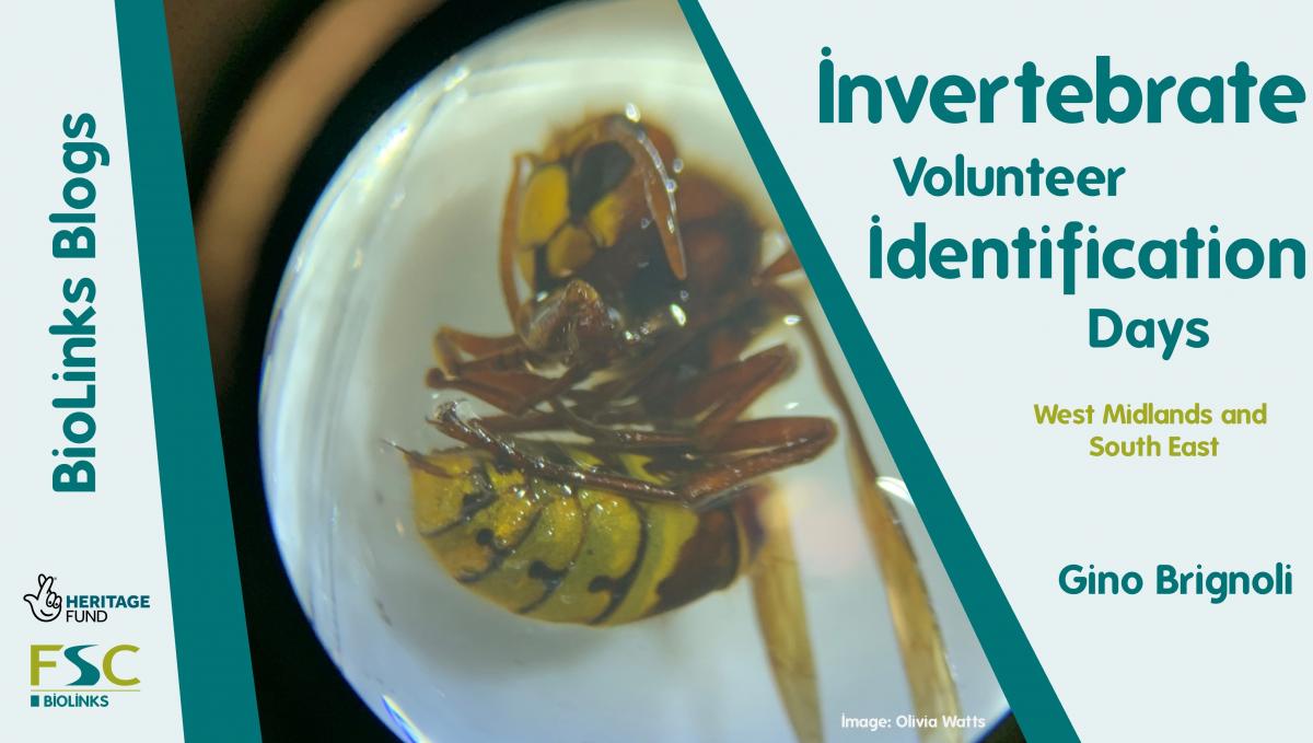 Invertebrate Volunteer Identification Days