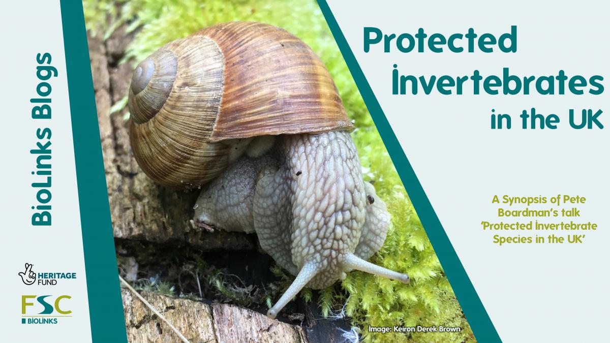 Protected Invertebrates in the UK