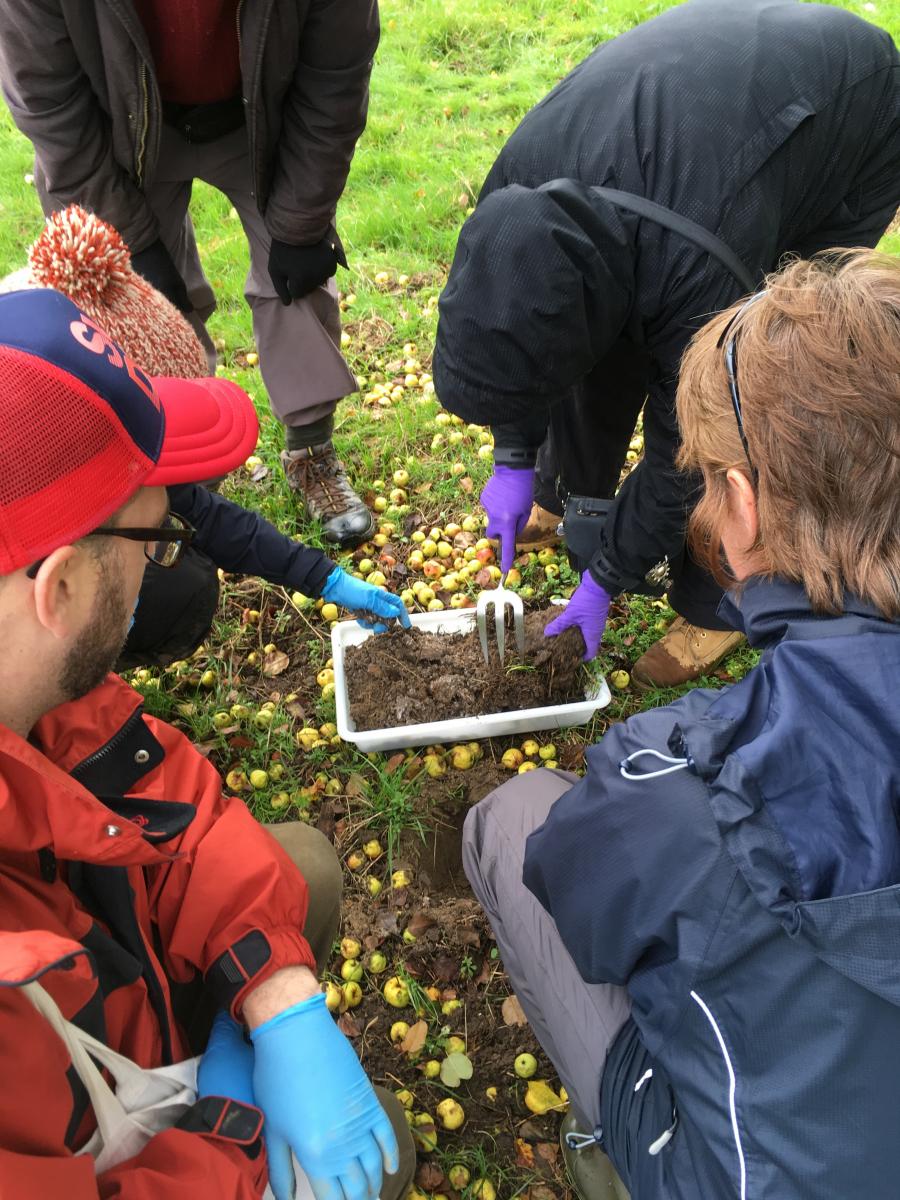 Sampling for earthworms using soil pits