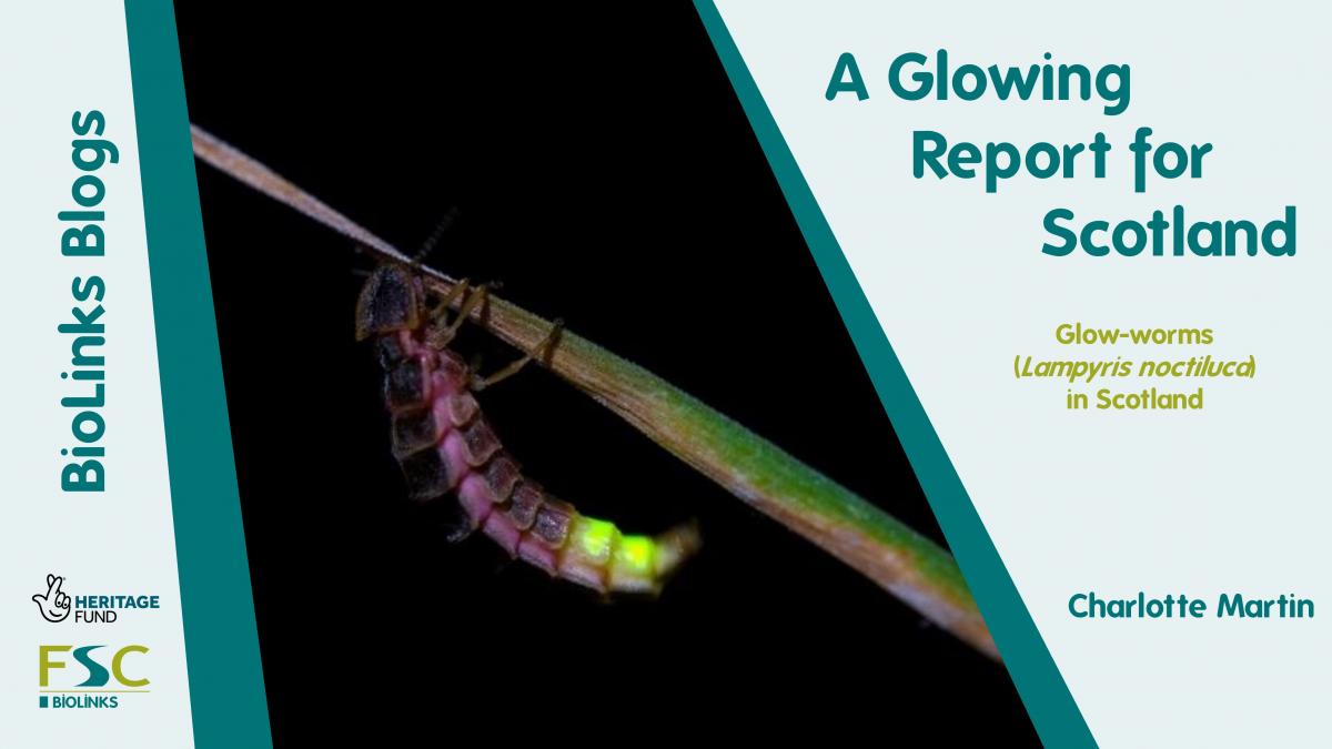 Glow-worm Blog Promo Image