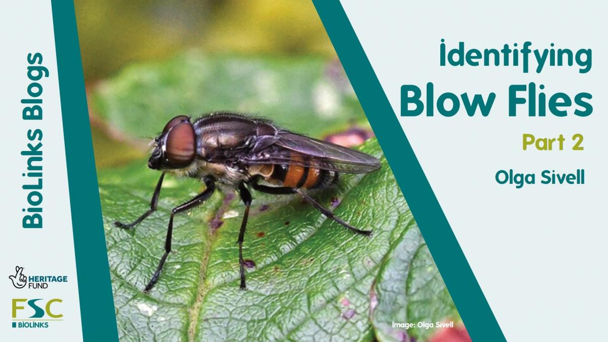 Identifying Blow flies part 2 