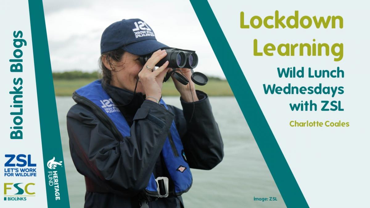 BioLinks Blog Lockdown Learning ZSL