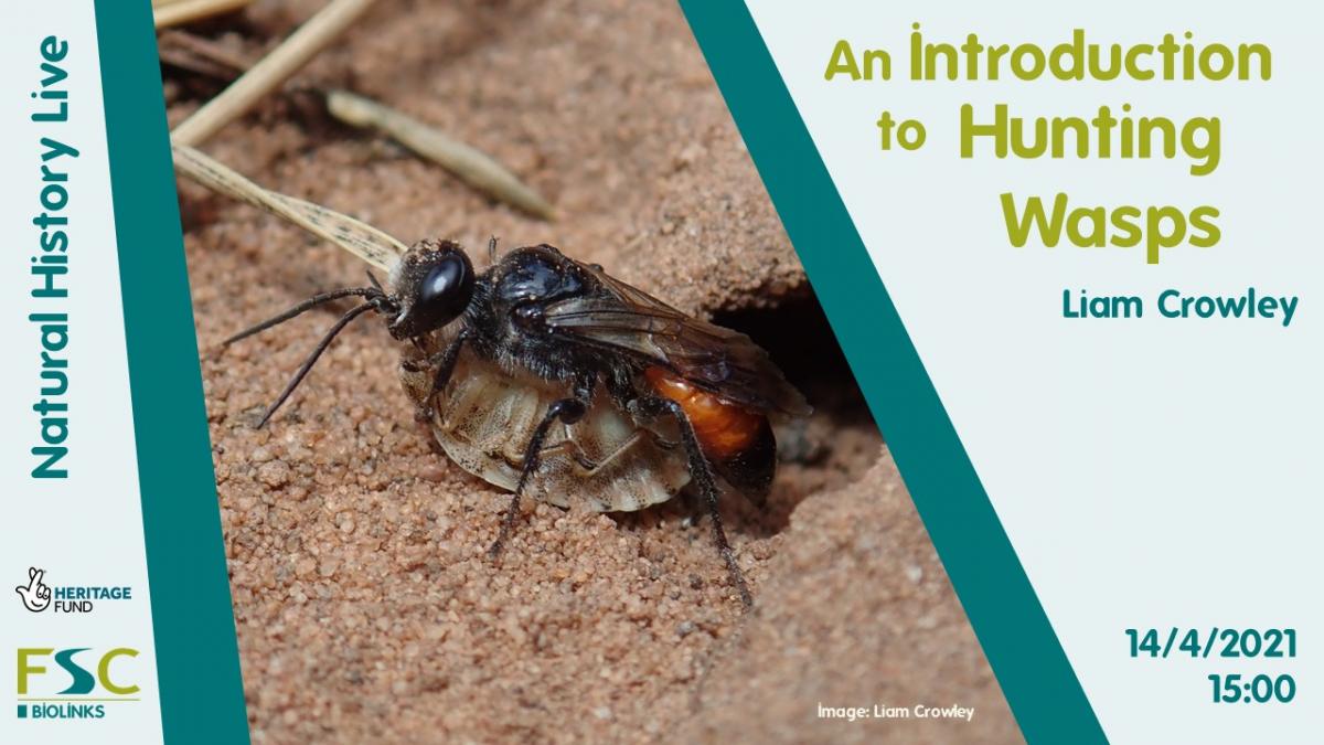 NH Live Wasps