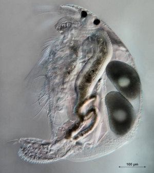 Alona quadrangularis.  Photo: A Chalkley
