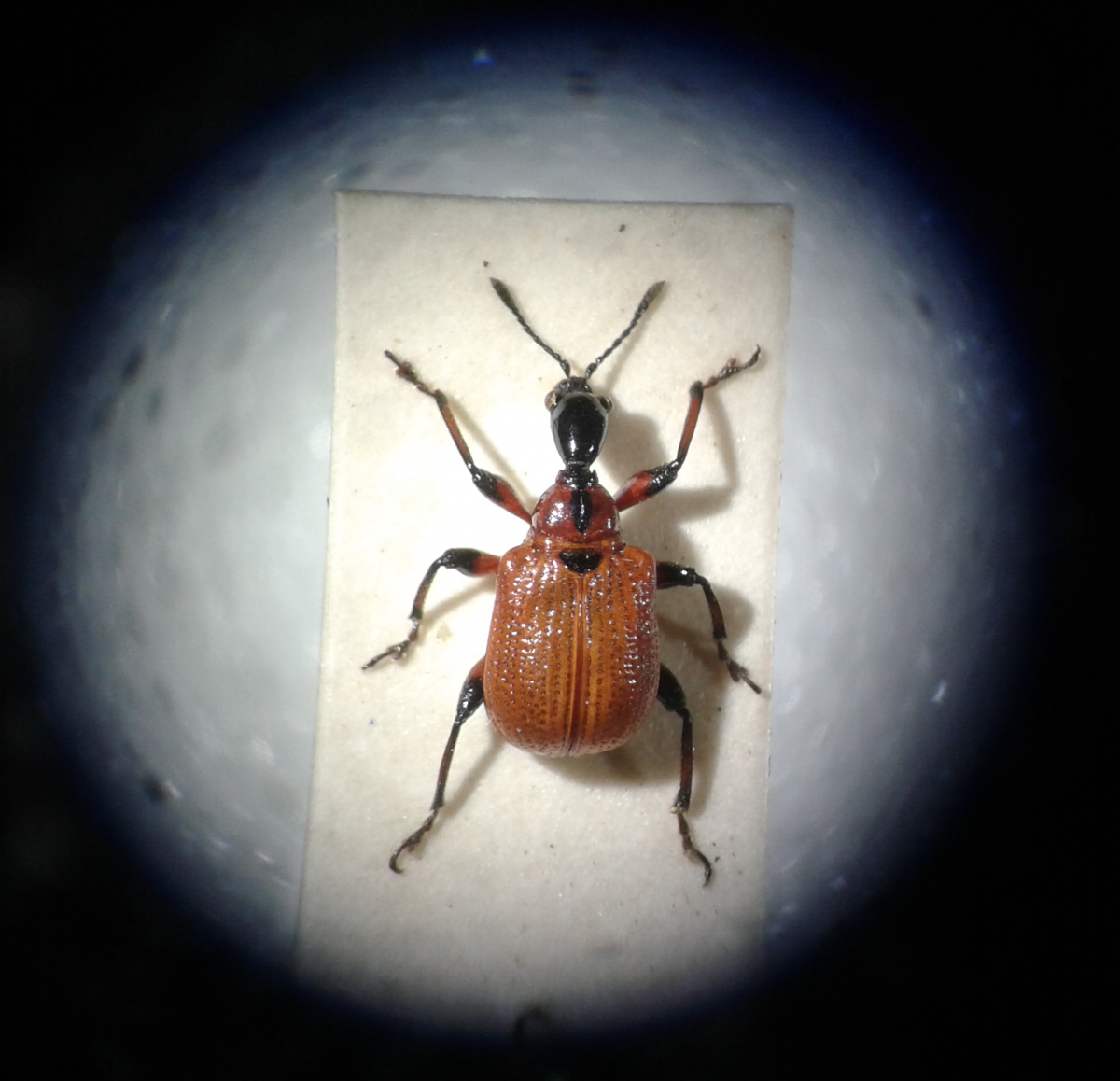 Apoderus coryli.  Photo: C Bell