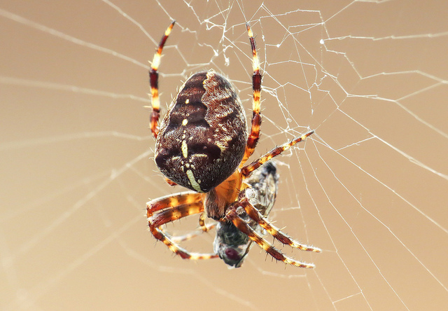 Garden spider on web.  Photo: Rich Burkmar