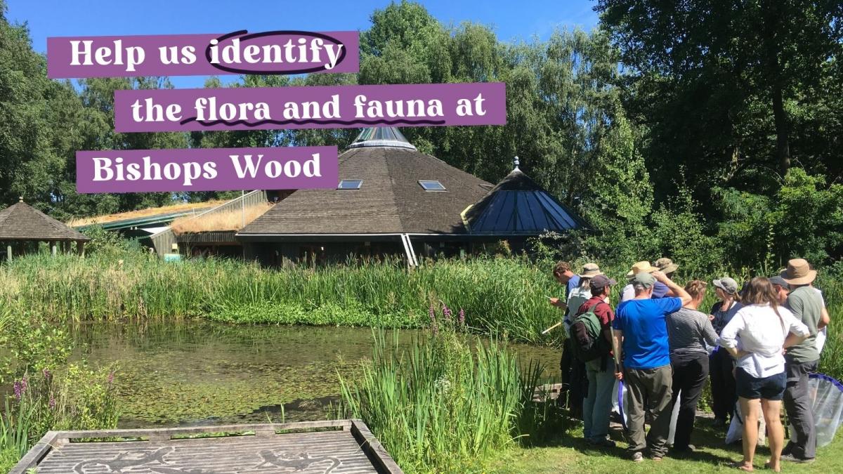 Bishops Wood Bioblitz