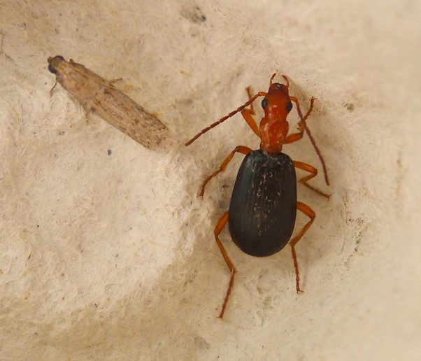 Brachinus sp Gail Hampshire