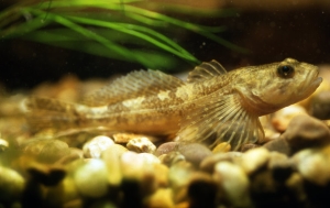 Bullhead. An old photo in the class aquarium.