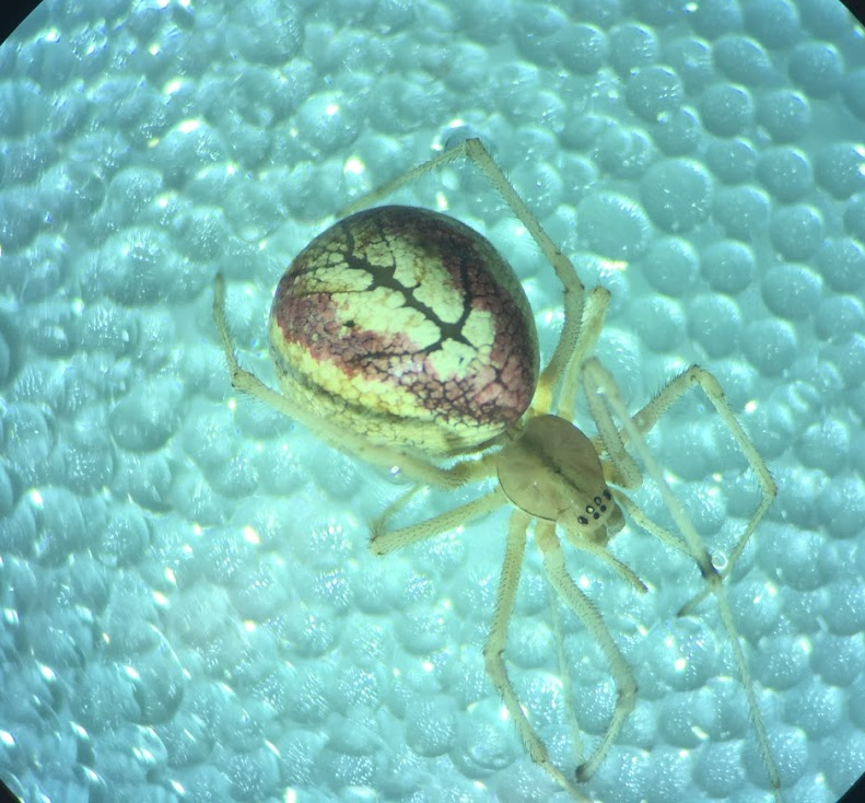 The candy-striped spider (Enoplognatha ovata) photographed down the microscope. 