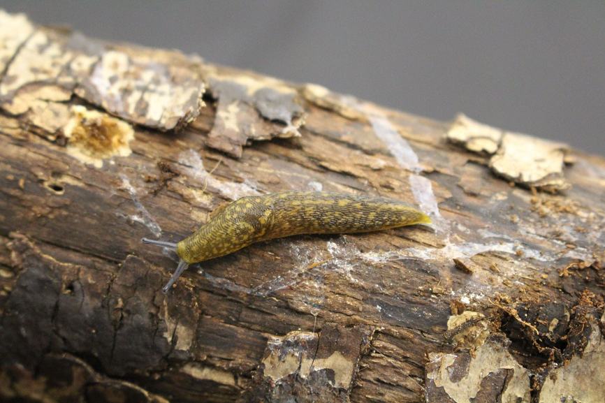 Cellar Slug RHS