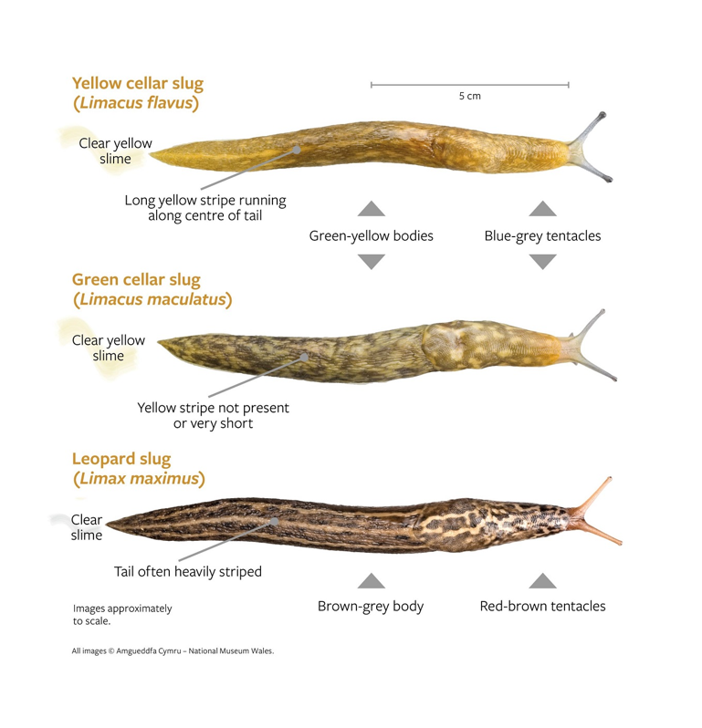 Cellar Slug ID RHS