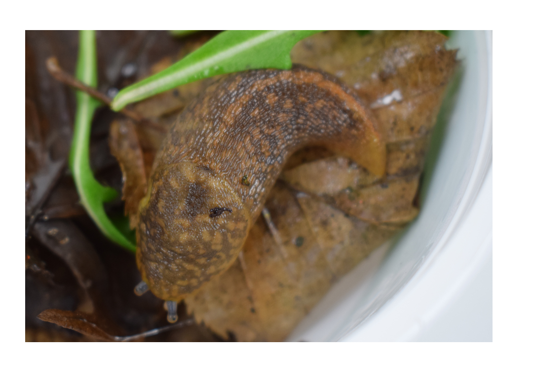 Cellar Slug RHS