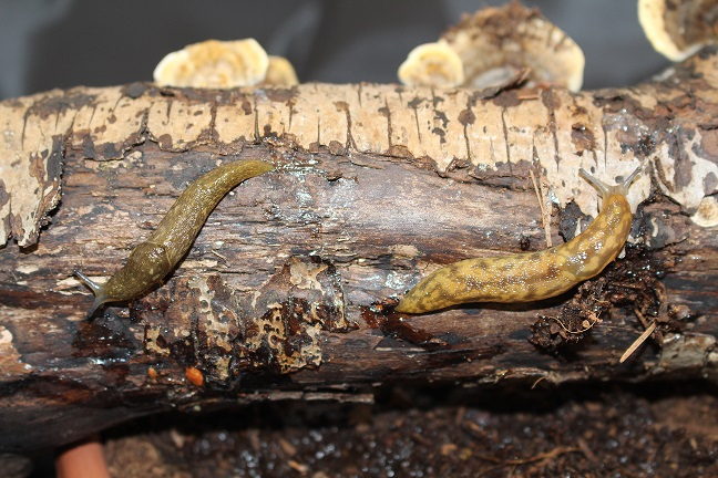 Cellar Slug RHS