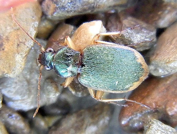 Chlanaeus vestitus Siga