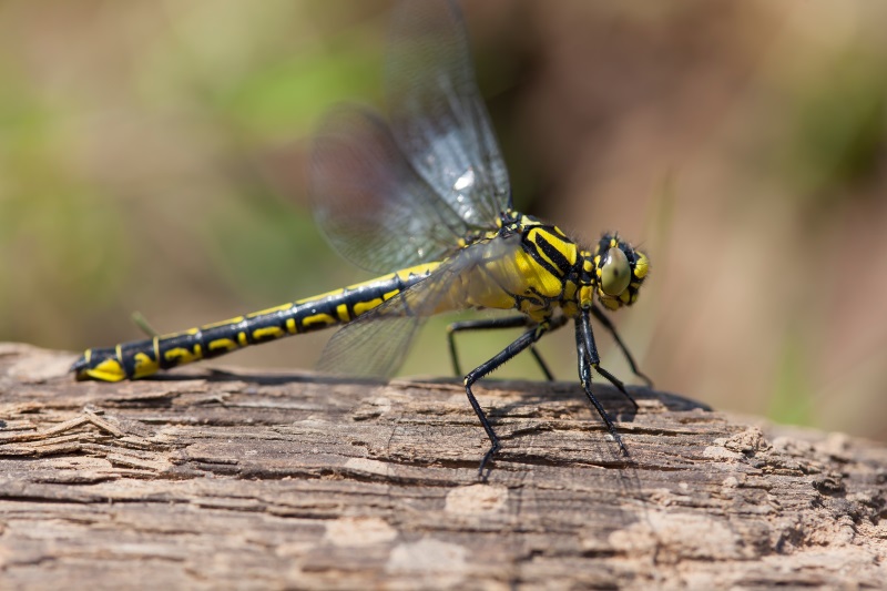 Common Clubtail - Gomphus vulgatissimus - by Christophe Brochard