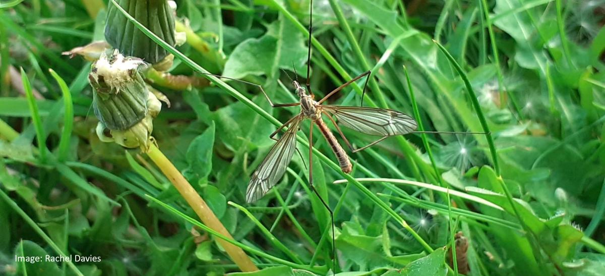 Cranefly On Lawn (c) Rachel Davies