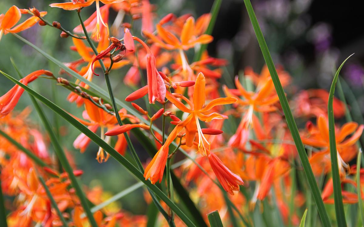 Crocrosmia spp.  Martie Swart