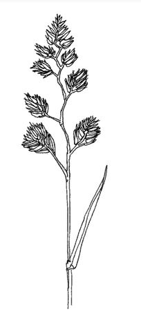 Dactylis glomerata.  Drawing: S Hyslop