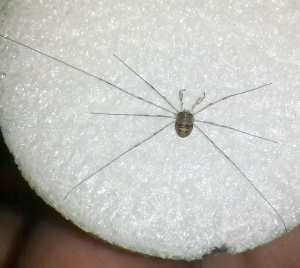 Dicranopalpus ramosus.  C Bell