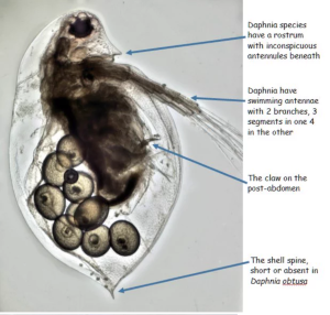 Daphnia obtusa page with arrows and ID tips.  A Chalkley