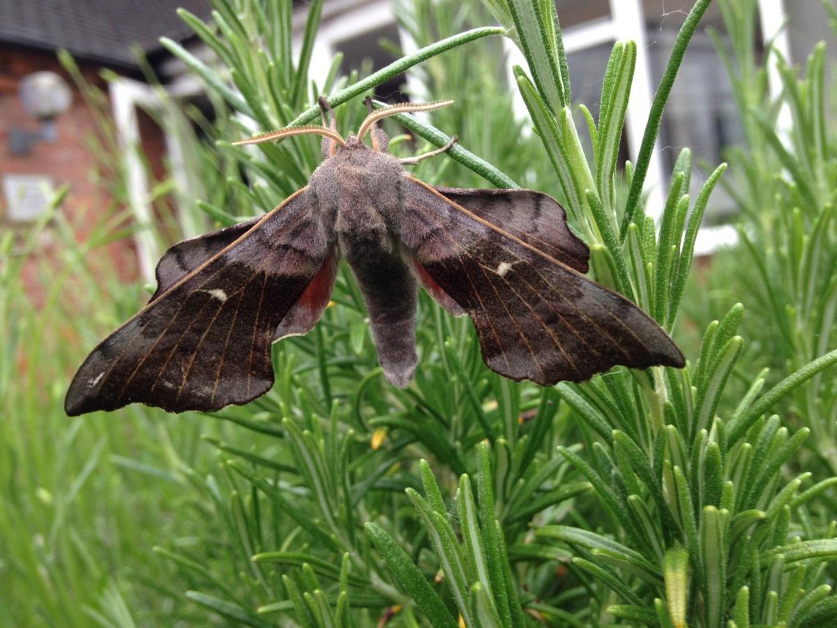 Poplar Hawk moth