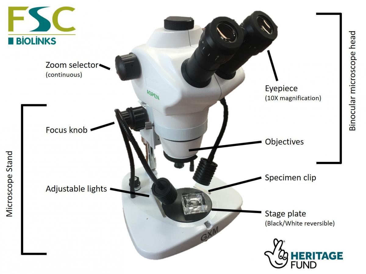 Parts of a microscope