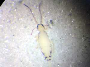 Springtail Entomobrya nicoleti.  Photo: C Bell