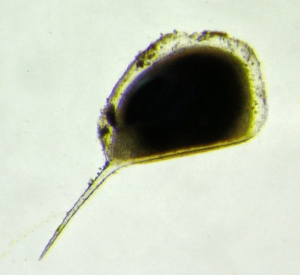 Ephippia.  Photo: A Chalkley