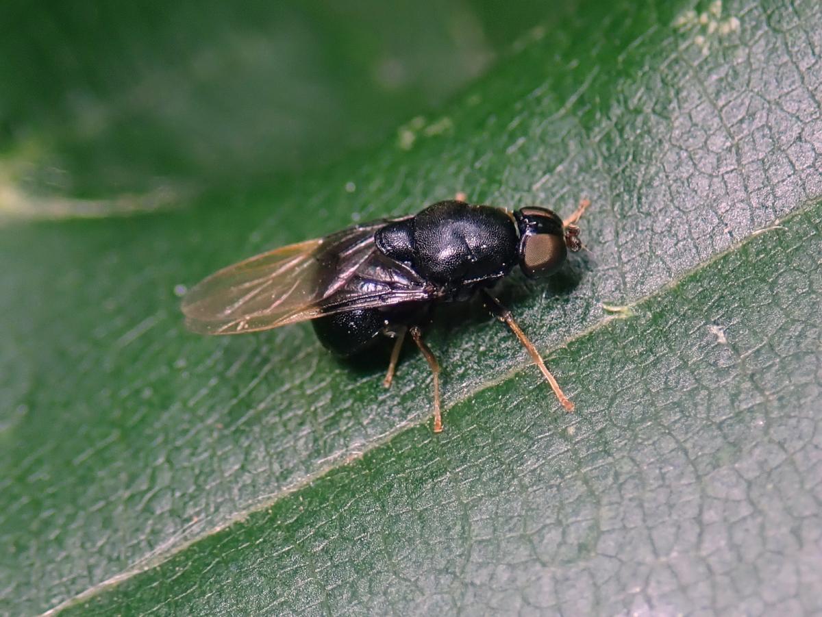 Eupachygaster tarsalis at Dinton Pastures (by Martin Harvey)