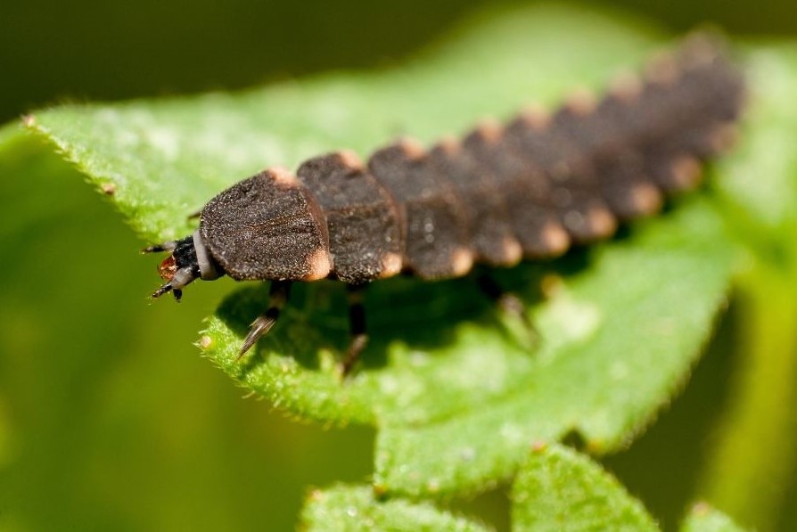 Female Glow worm