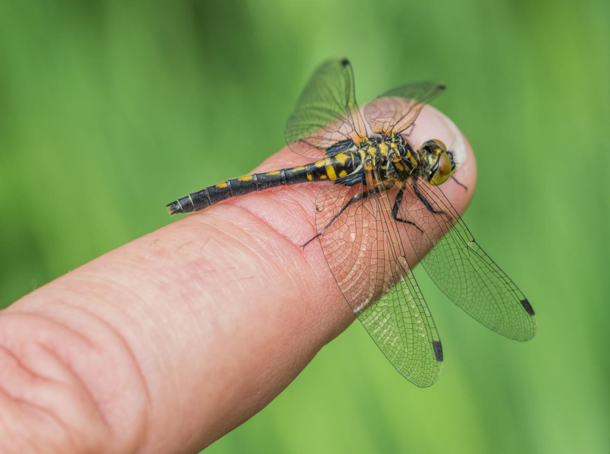 White Faced Darter (C) Stephen Barlow