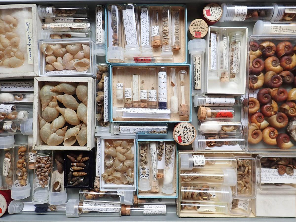 Reference collection of freshwater snails