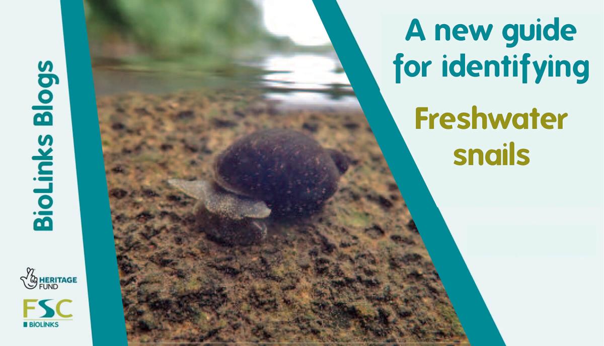 Freshwater snails banner