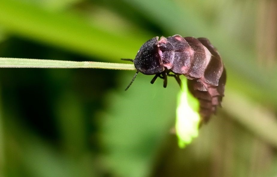 Glow worm