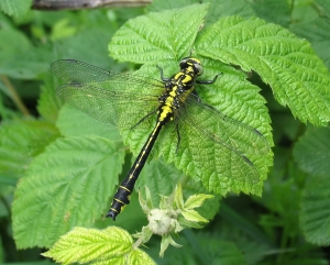 Gomphus vulgatissimus. Photo:David Kitching