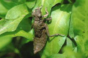 Gomphus vulgatissimus. Photo: Allan Brandon