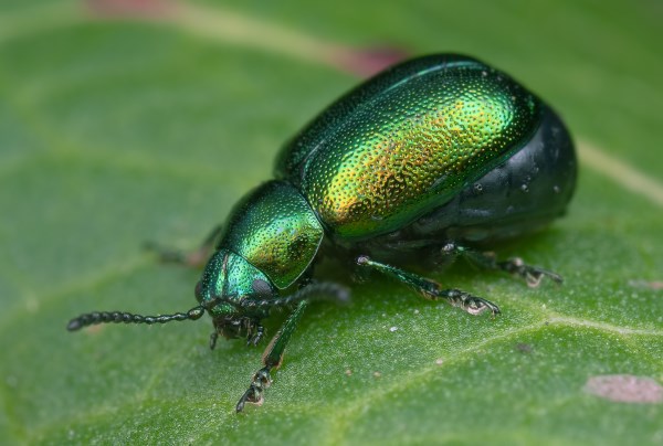 Green Dock Beetle by Stephen Barlow
