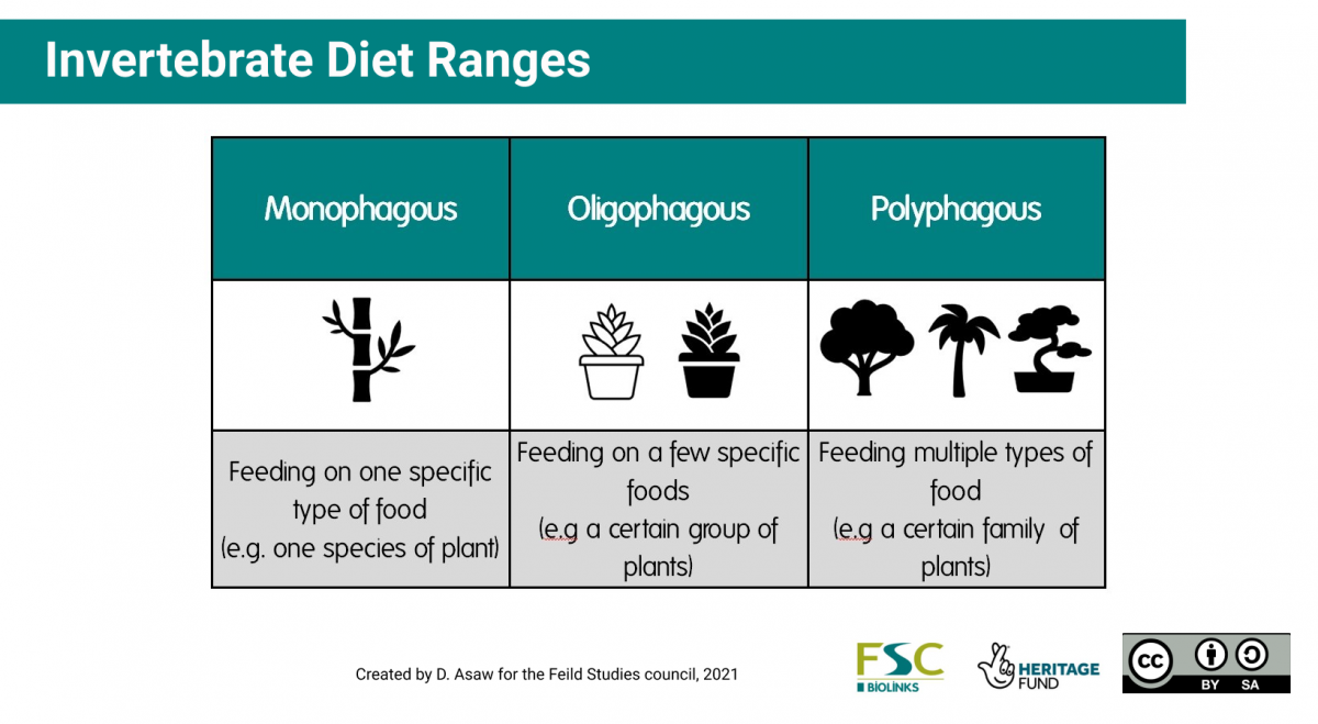 Diet types of invertebrates