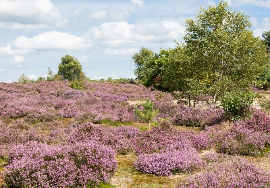 Heathland