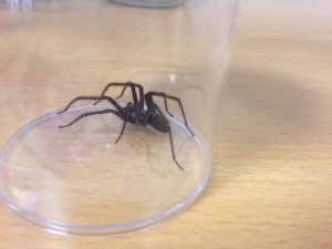 House spider Tegenaria sp.  Charlie Bell