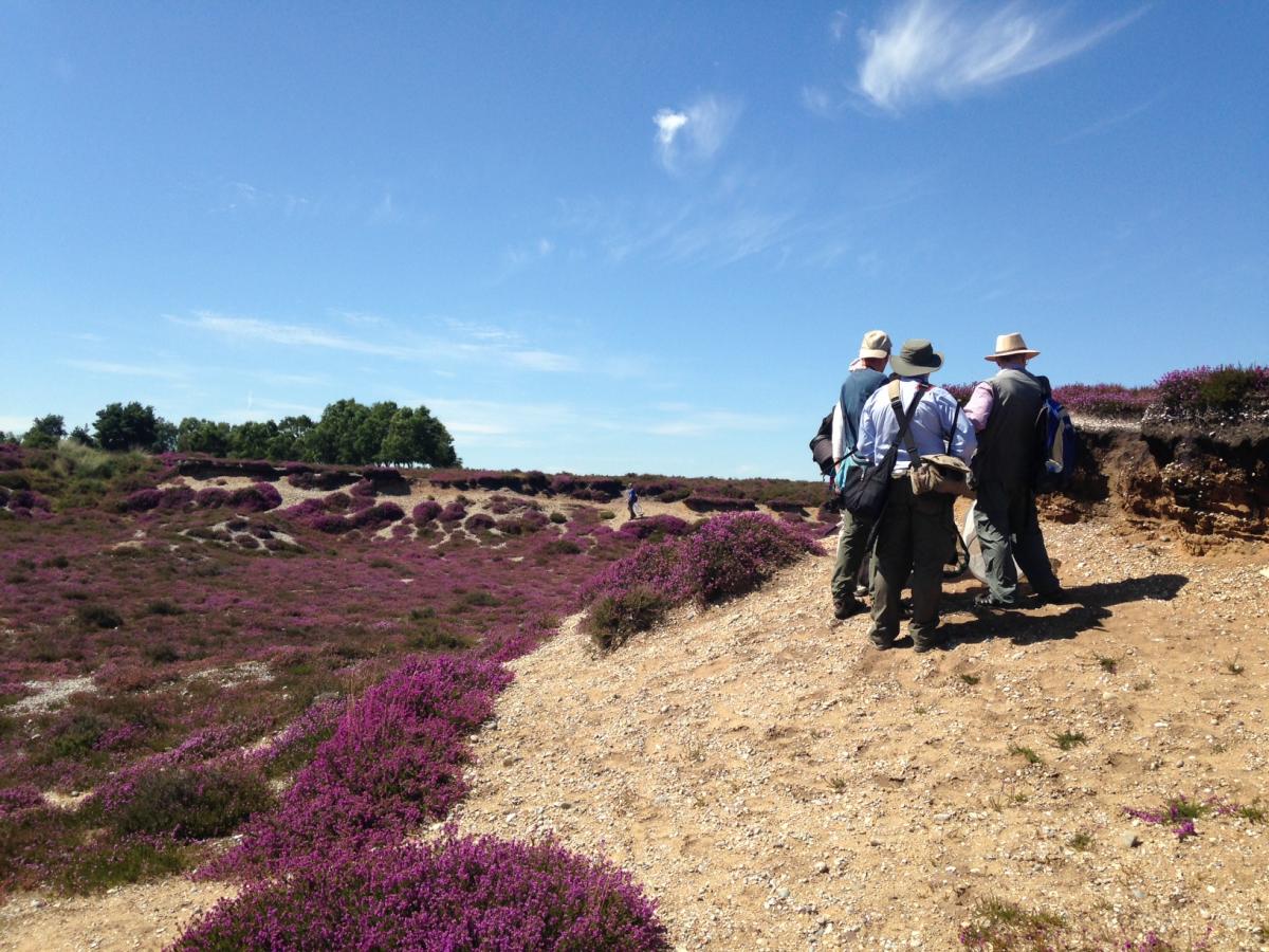 Field trip to Westleton Heath