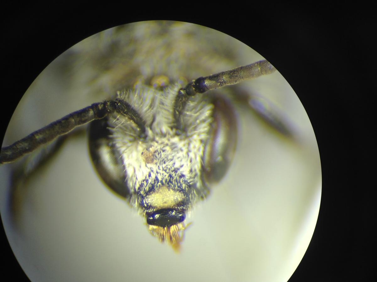 Here's looking at you, bee