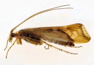 Adult Caddis fly Limnephilus lunatus that used to hatch out from the classroom pond & fly around!  Photo: A Chalkley